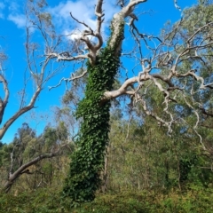 Hedera sp. (helix or hibernica) at Isaacs Ridge and Nearby - 8 Apr 2023 03:26 PM