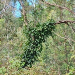 Hedera sp. (helix or hibernica) at Isaacs Ridge and Nearby - 8 Apr 2023