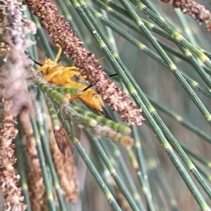 Apocrita (suborder) at Nicholls, ACT - 8 Apr 2023