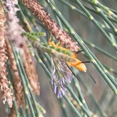 Apocrita (suborder) at Nicholls, ACT - 8 Apr 2023