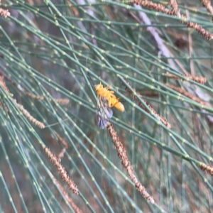 Apocrita (suborder) at Nicholls, ACT - 8 Apr 2023