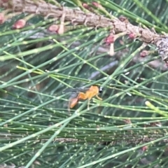 Apocrita (suborder) (Unidentified wasp) at Gungahlin Pond - 8 Apr 2023 by Hejor1