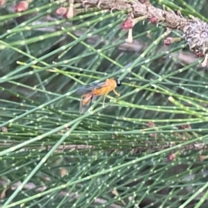 Apocrita (suborder) at Nicholls, ACT - 8 Apr 2023