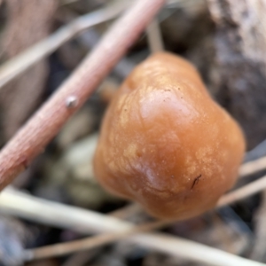 zz agaric (stem; gills white/cream) at Nicholls, ACT - 8 Apr 2023