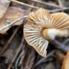 zz agaric (stem; gills white/cream) at Nicholls, ACT - 8 Apr 2023