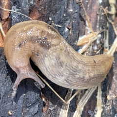 Ambigolimax nyctelia (Striped Field Slug) at Gungahlin Pond - 8 Apr 2023 by Hejor1