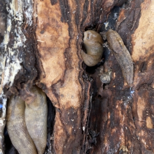 Ambigolimax sp. (valentius and waterstoni) at Nicholls, ACT - 8 Apr 2023 11:02 AM