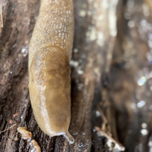 Ambigolimax nyctelia at Nicholls, ACT - 8 Apr 2023