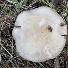 Agaricus sp. (Agaricus) at Nicholls, ACT - 8 Apr 2023 by Hejor1