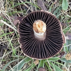 Agaricus sp. at Nicholls, ACT - 8 Apr 2023