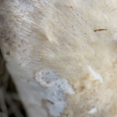 Agaricus sp. at Nicholls, ACT - 8 Apr 2023