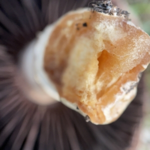 Agaricus sp. at Nicholls, ACT - 8 Apr 2023