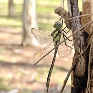 Hemicordulia tau at Nicholls, ACT - 8 Apr 2023 11:13 AM