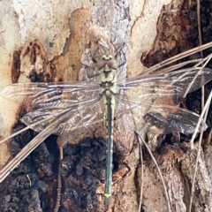 Hemicordulia tau at Nicholls, ACT - 8 Apr 2023 11:13 AM