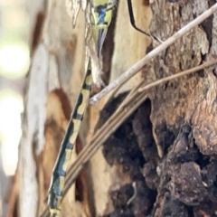 Hemicordulia tau at Nicholls, ACT - 8 Apr 2023 11:13 AM