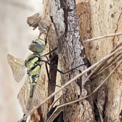 Hemicordulia tau at Nicholls, ACT - 8 Apr 2023 11:13 AM