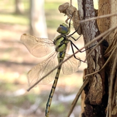 Hemicordulia tau at Nicholls, ACT - 8 Apr 2023 11:13 AM