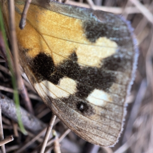 Heteronympha merope at Nicholls, ACT - 8 Apr 2023