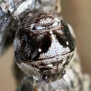 Pentatomidae (family) at Nicholls, ACT - 8 Apr 2023 11:08 AM