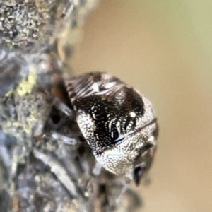 Pentatomidae (family) at Nicholls, ACT - 8 Apr 2023 11:08 AM