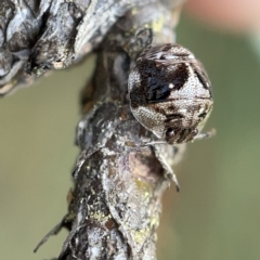 Pentatomidae (family) at Nicholls, ACT - 8 Apr 2023