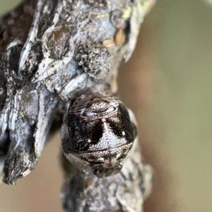 Pentatomidae (family) at Nicholls, ACT - 8 Apr 2023 11:08 AM