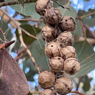 Celaenia excavata (Bird-dropping spider) at Nicholls, ACT - 8 Apr 2023 by Hejor1