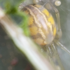 Deliochus pulcher at Gungahlin Pond - 8 Apr 2023