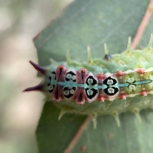 Doratifera quadriguttata at Nicholls, ACT - 8 Apr 2023