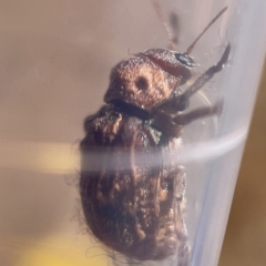 Cadmus (Brachycaulus) ferrugineus (Leaf beetle) at Nicholls, ACT - 8 Apr 2023 by Hejor1