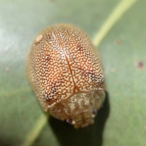 Paropsis atomaria at Nicholls, ACT - 8 Apr 2023 09:56 AM