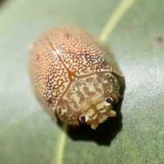 Paropsis atomaria at Nicholls, ACT - 8 Apr 2023 09:56 AM