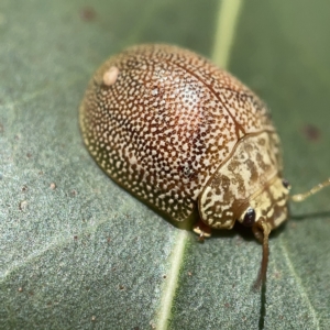 Paropsis atomaria at Nicholls, ACT - 8 Apr 2023 09:56 AM