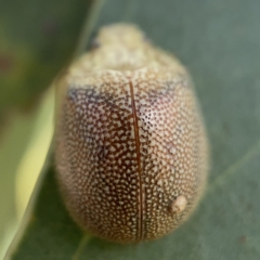 Paropsis atomaria at Nicholls, ACT - 8 Apr 2023 09:56 AM