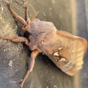 Oxycanus (genus) at Casey, ACT - 8 Apr 2023