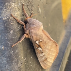 Oxycanus (genus) at Casey, ACT - 8 Apr 2023