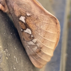 Oxycanus (genus) at Casey, ACT - 8 Apr 2023