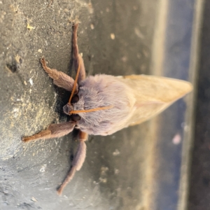 Oxycanus (genus) at Casey, ACT - 8 Apr 2023