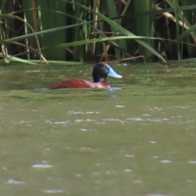 Oxyura australis (Blue-billed Duck) at Isabella Plains, ACT - 8 Apr 2023 by TomW