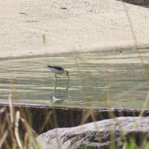 Actitis hypoleucos at Greenway, ACT - 8 Apr 2023