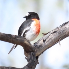 Petroica boodang (Scarlet Robin) at Booth, ACT - 8 Apr 2023 by TomW