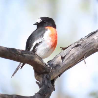 Petroica boodang (Scarlet Robin) at Booth, ACT - 8 Apr 2023 by BenW