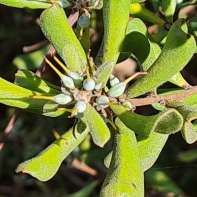 Persoonia rigida (Hairy Geebung) at Jerrabomberra, ACT - 8 Apr 2023 by Mike