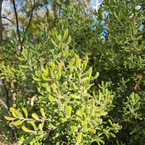 Persoonia rigida at Jerrabomberra, ACT - 8 Apr 2023 03:46 PM