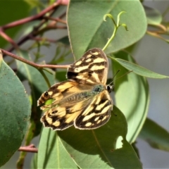 Heteronympha paradelpha (Spotted Brown) at ANBG - 8 Apr 2023 by HarveyPerkins