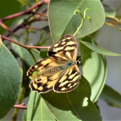 Heteronympha paradelpha (Spotted Brown) at Acton, ACT - 8 Apr 2023 by HarveyPerkins