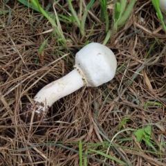 zz agaric (stem; gill colour unknown) at Jerrabomberra Wetlands - 8 Apr 2023 by MatthewFrawley