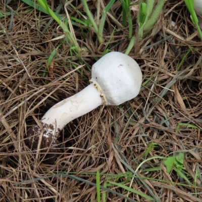 zz agaric (stem; gill colour unknown) at Fyshwick, ACT - 8 Apr 2023 by MatthewFrawley