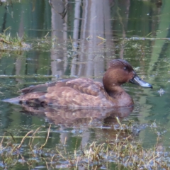 Aythya australis (Hardhead) at Fyshwick, ACT - 8 Apr 2023 by MatthewFrawley