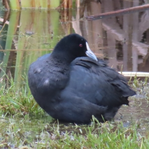 Fulica atra at Fyshwick, ACT - 8 Apr 2023 10:25 AM